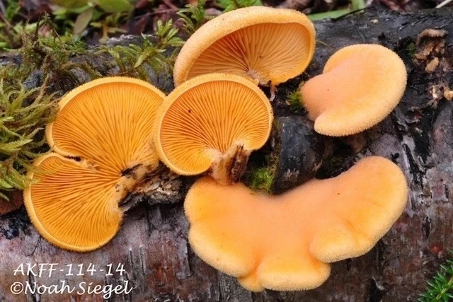 ⚠️ ФОТОПОРТРЕТ: филлотопсис гнездовидный, вешенка оранжевая (Phyllotopsis nidulans)