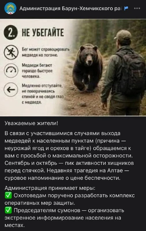 📰 Медведи заходят на дачные участки в Кызыле
