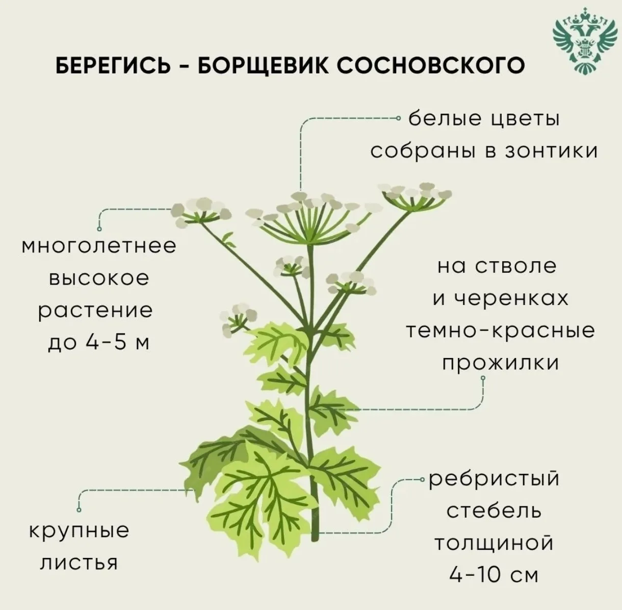 ⚠️⚠️⚠️Борщевик Сосновского (лат. Heracleum sosnowskyi) — крупное травянистое растение с...