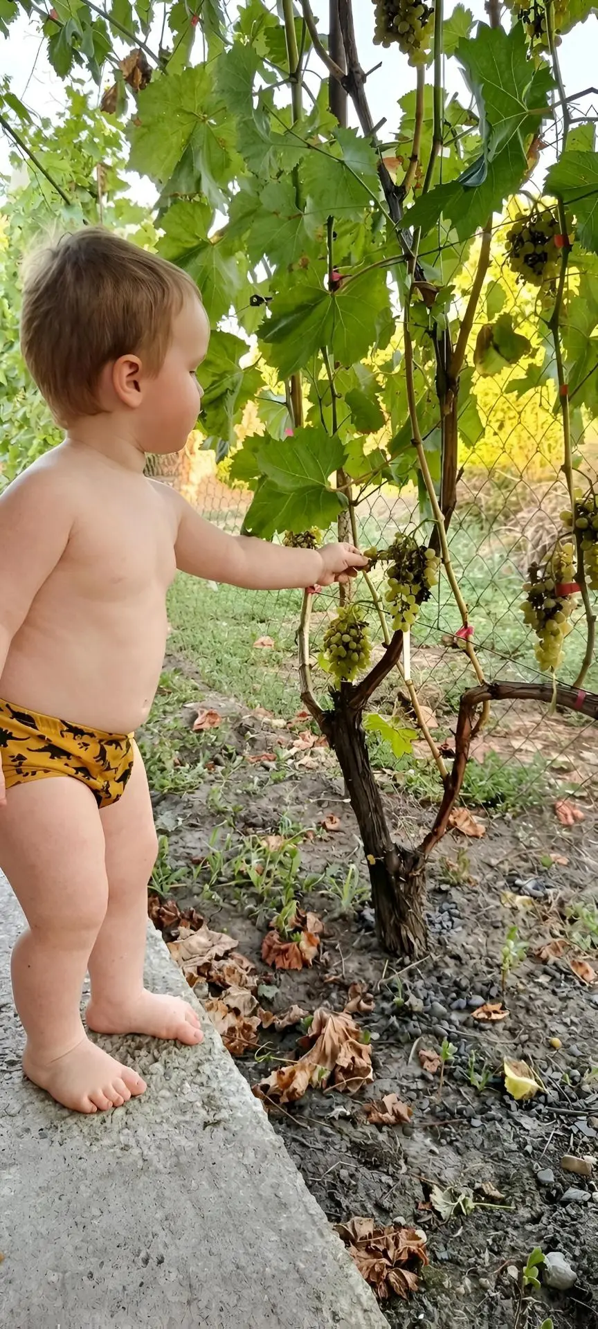 Саня нашёл источник винограда! 🍇

Теперь его можно срывать прямо с куста.
Ест ли он его? Ну, одну-д