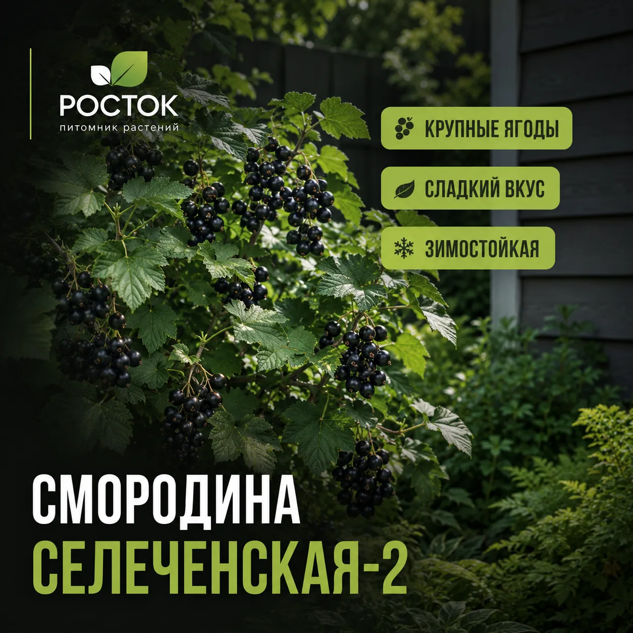 🌿 За домом тень, мох и сорняки? Это место ещё можно спасти