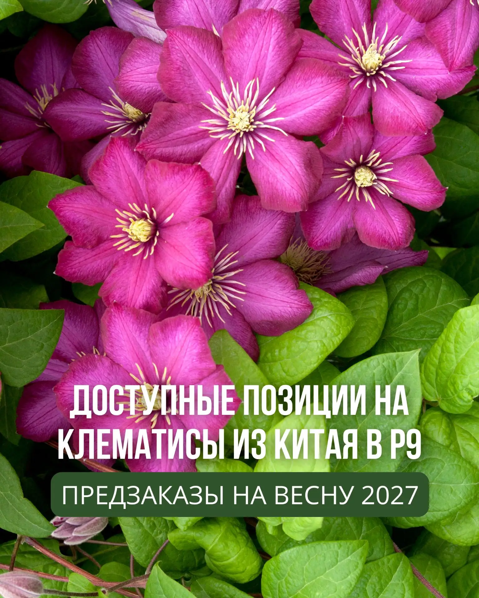 Доступные позиции по клематисам в P9 из Китая! Весна 2027!