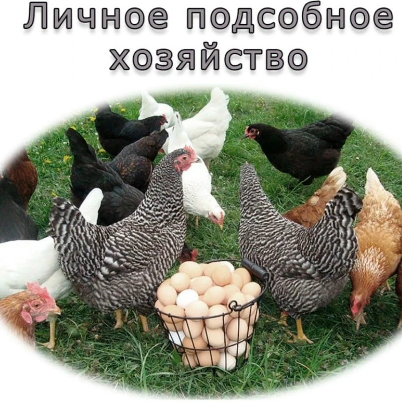 Требования к содержанию животных (птицы) в личных подсобных хозяйствах