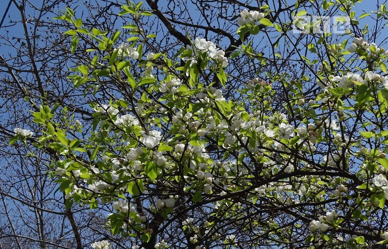 ✨Доброе утро, друзья!  🌸Приветствуем наступающий день, наслаждаясь чарующими снимками цветущего Пось
