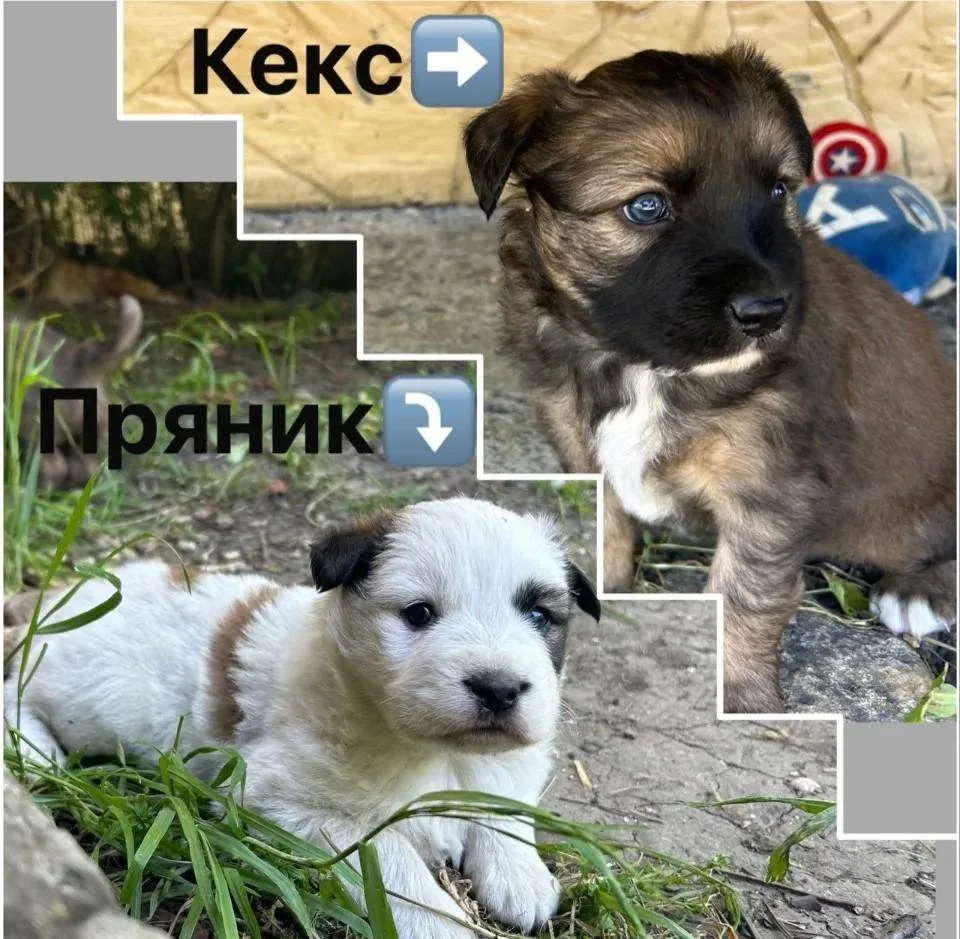 Познакомьтесь с нашими самыми милыми сотрудниками! 🐶⁣