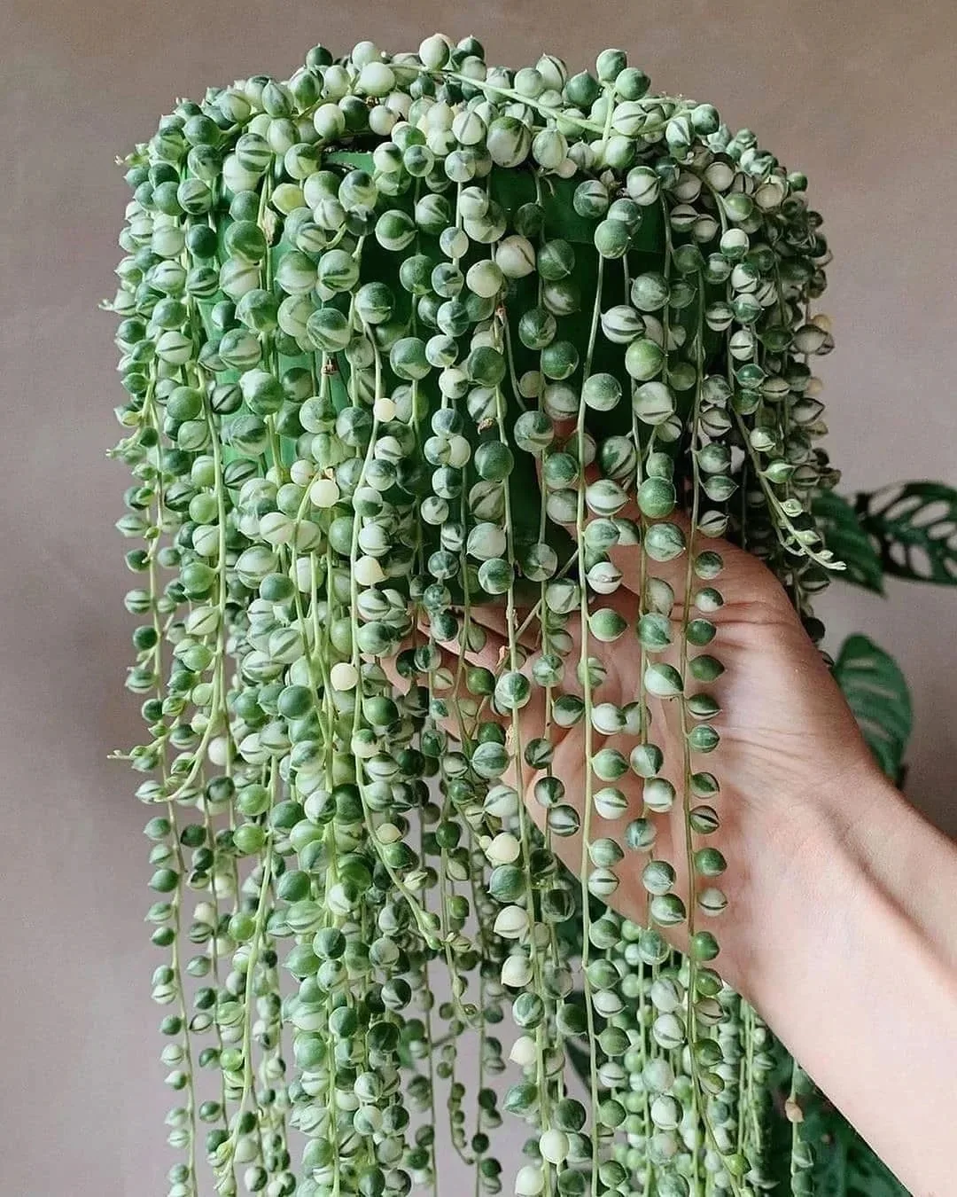 Крестовник Роули: эффектный и неприхотливый суккулент 🌿