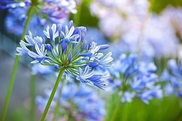 Прекрасный агапантус🍀