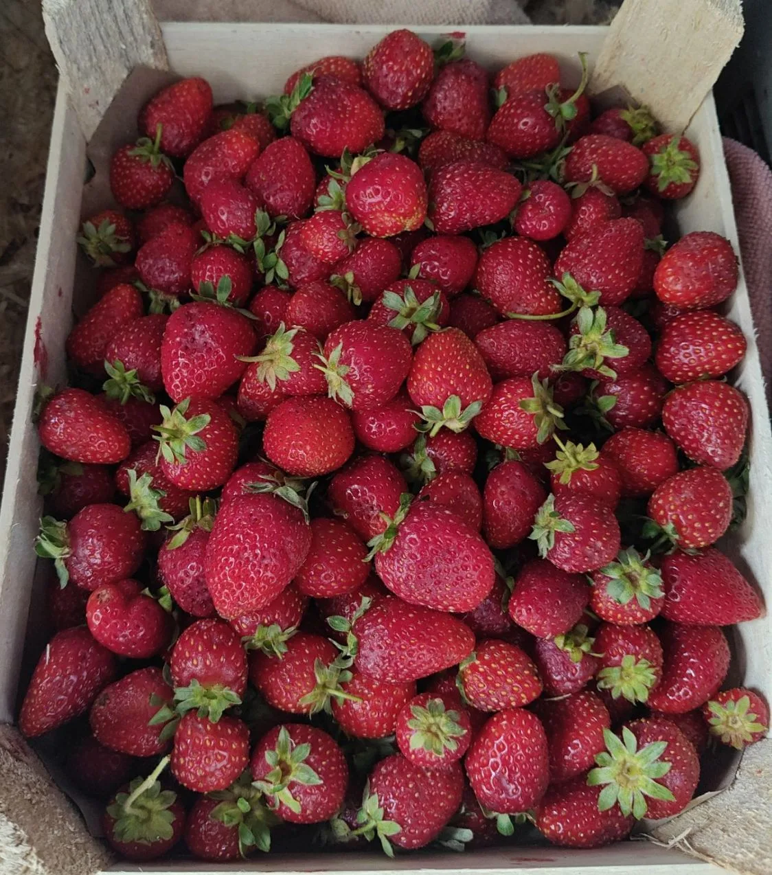 Друзья в наличии немного Клубники Клери 🍓