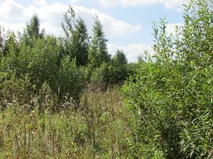 Более 50 гектаров земель сельхозназначения в Ржевском округе будут выставлены на торги