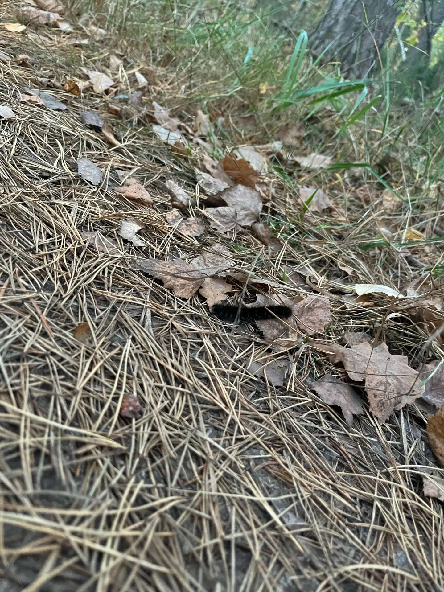 Осенние прогулки по лесу 🍂