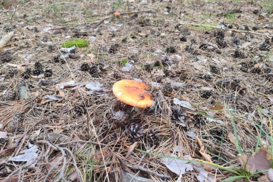 🍄 В Тамбовской области грибами отравились ещё трое человек