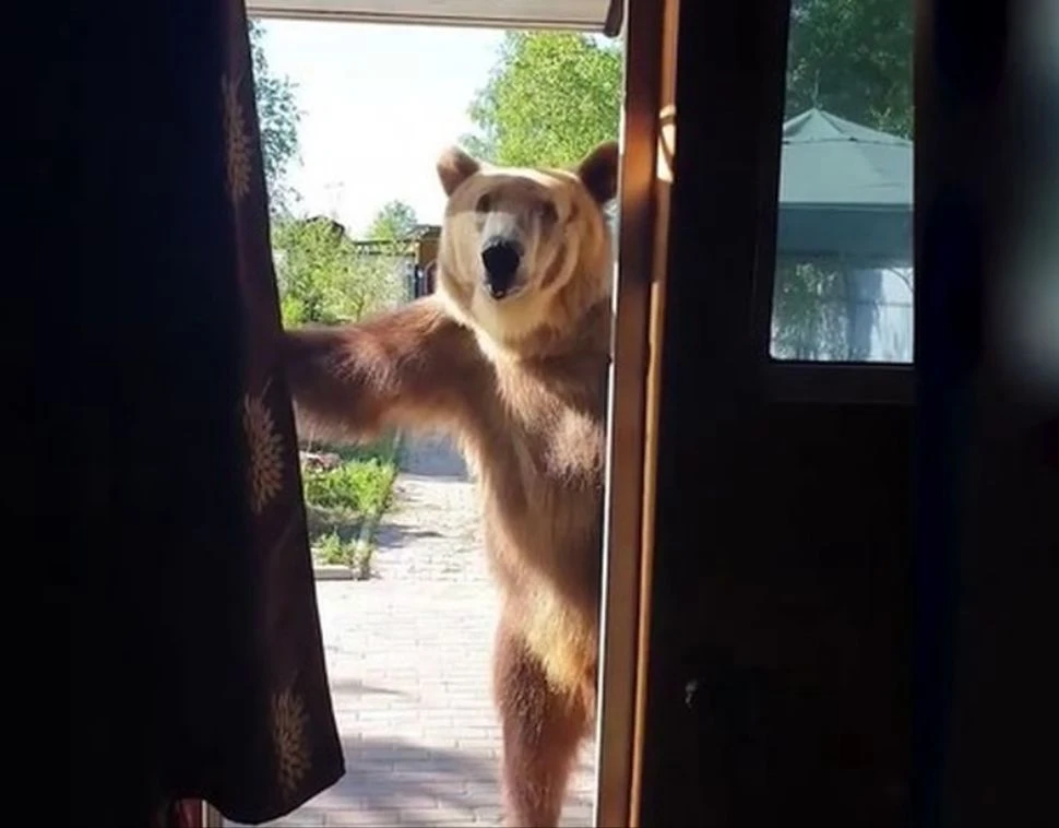 🚫🐻Продолжается сбор подписей (возможно, последний день) за усиление мер против медвед...
