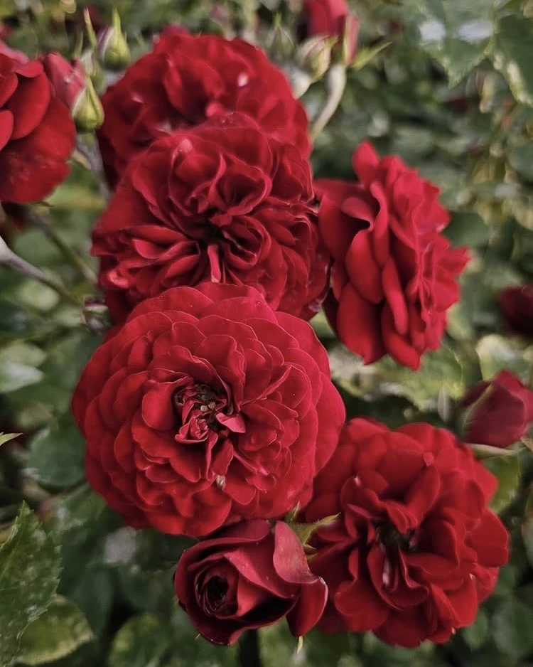 🌹 Роза Лаваглут — насыщенный бархатный красный, который не выгорает  Lavaglut — проверенная временем
