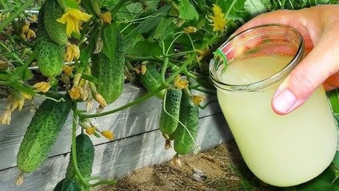 Молочная сыворотка в огороде: польза и ограничения 🥛