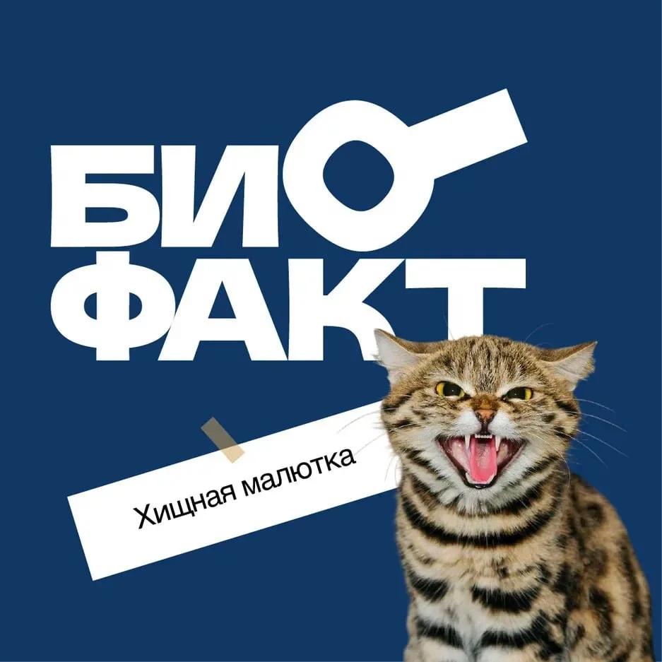 Одна из самых маленьких диких кошек в мире — черноногая кошка. Масса тела этого хищника...