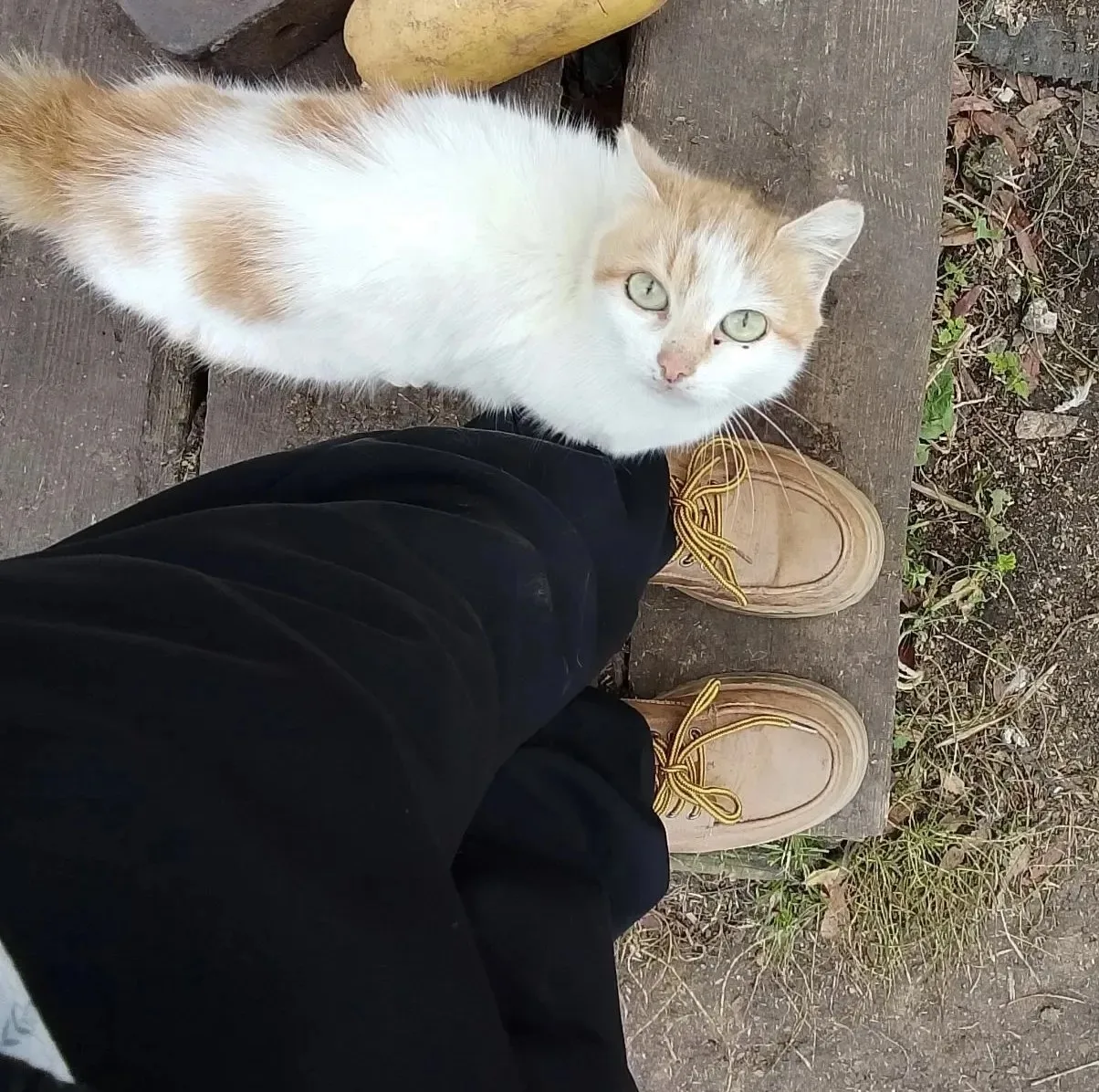 Кошечка - Улыбка 🐈