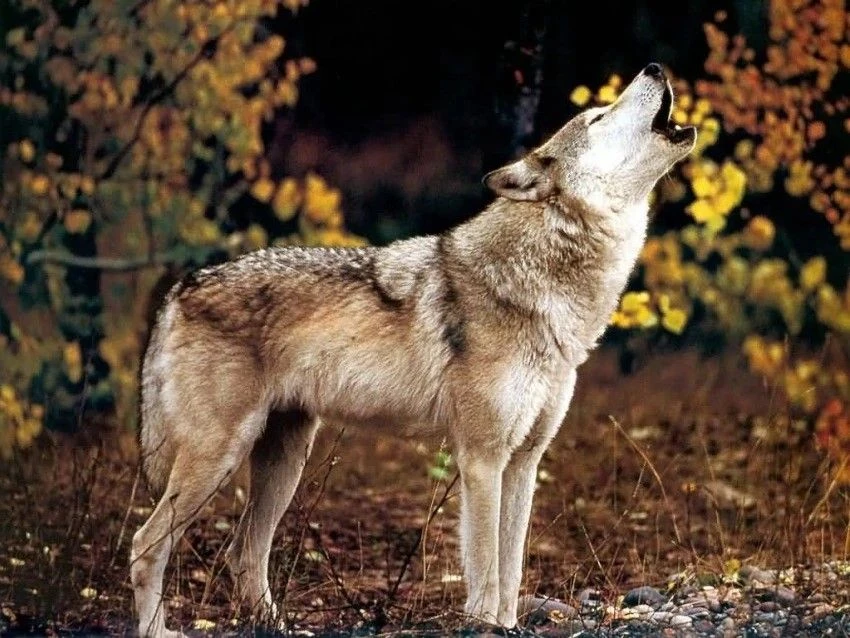 🐺Уважаемые охотники!

Приглашаем Вас на открытое совещание по регулированию численности волка в Ирк