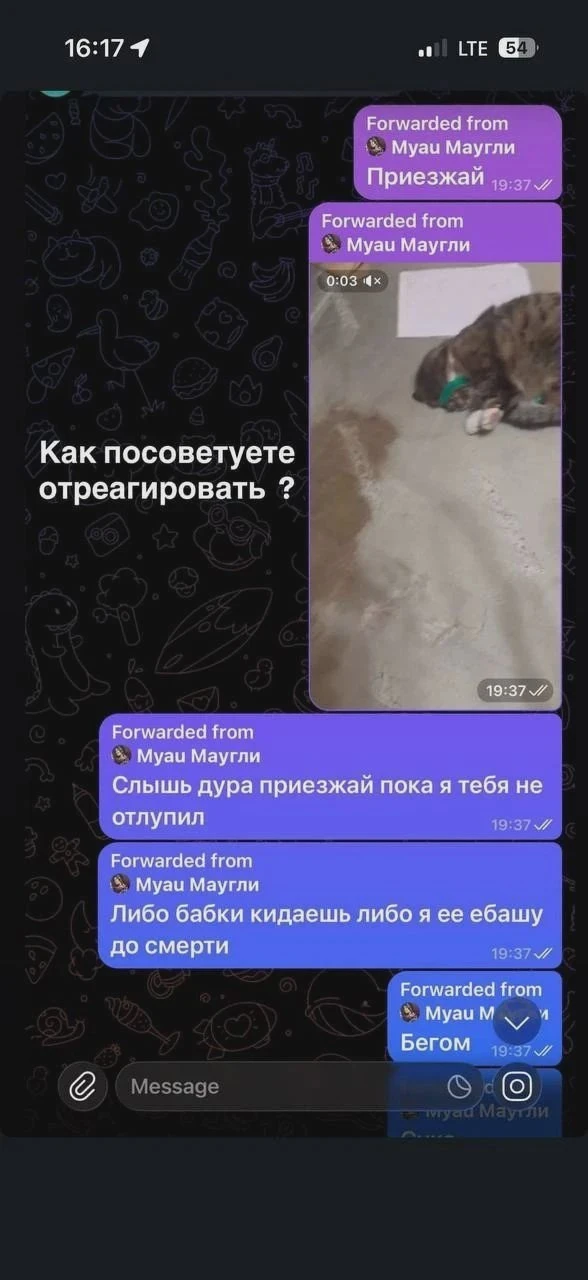🐈 В Подольске полицейские задержали живодёра
