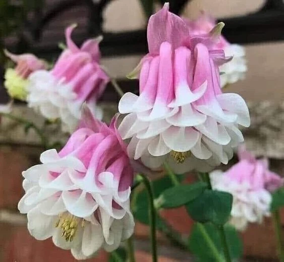 🌸 Аквилегия — изящное многолетнее растение, которое ценят за нежные колокольчатые цвет...