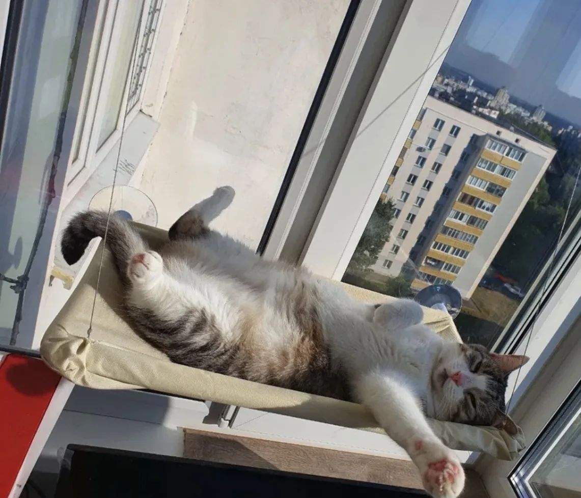 Я не могу перестать умиляться этому 🥹  Гамак для котов на окно, подвесной, лежак на присосках, до 20
