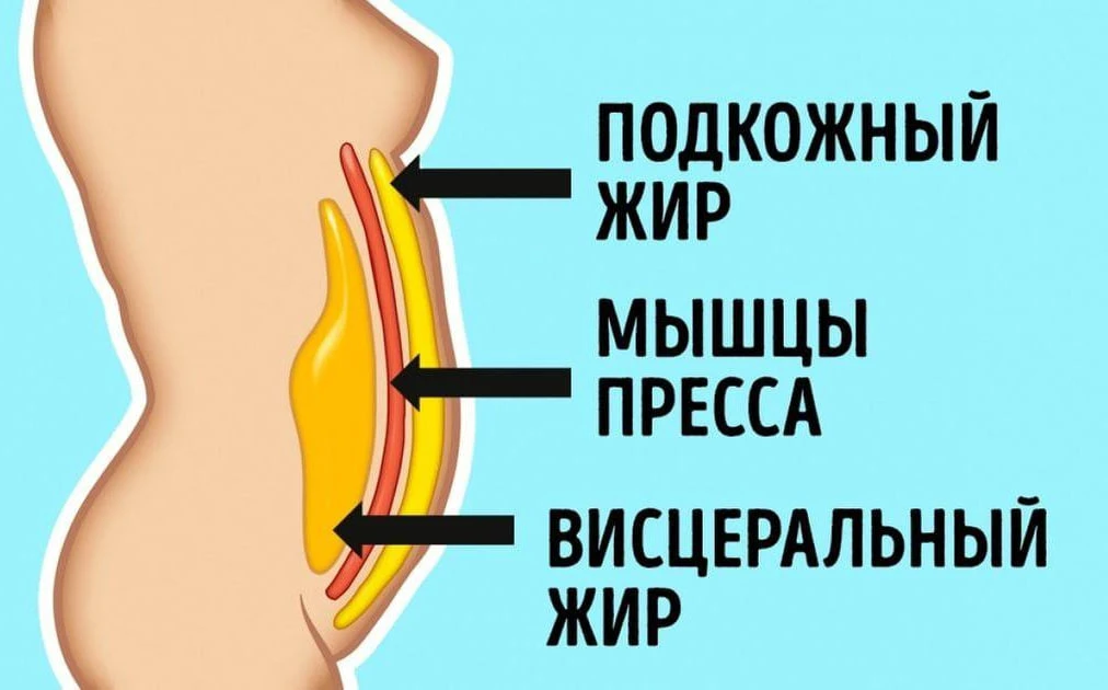 Два типа жировой ткани 

Подкожный жир создаёт дополнительную нагрузку на суставы, но серьёзной опас