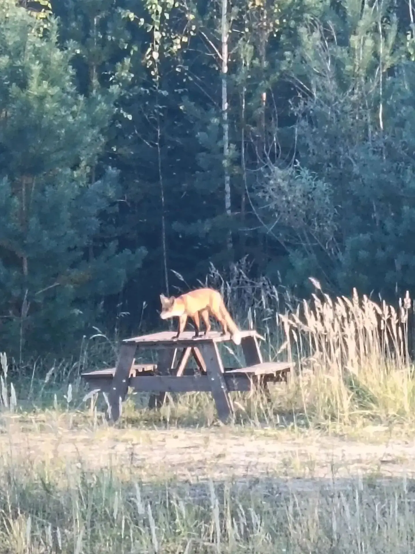 На набережной 🦊