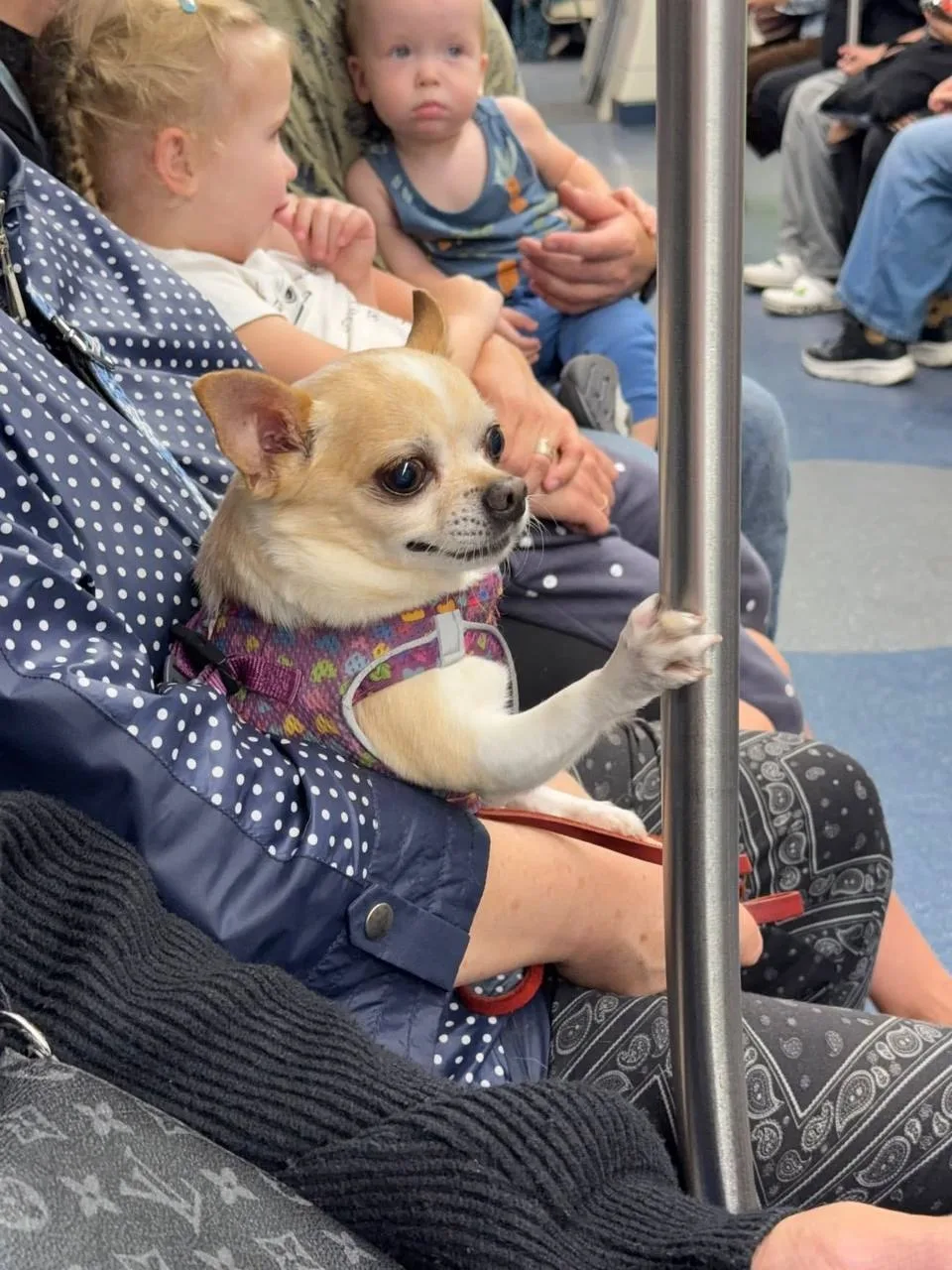 😁 Даже собачки знают, что в метро нужно держаться за поручни