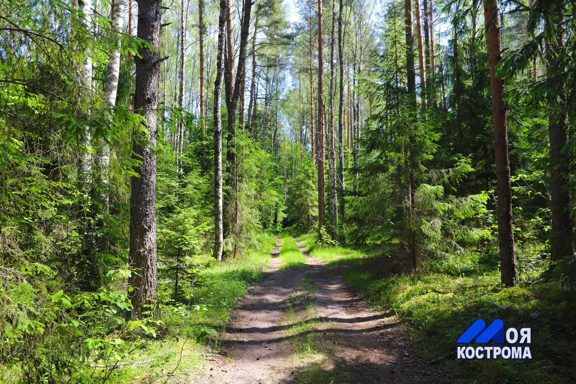 🍃Костромская природа глазами нашего подписчика.
