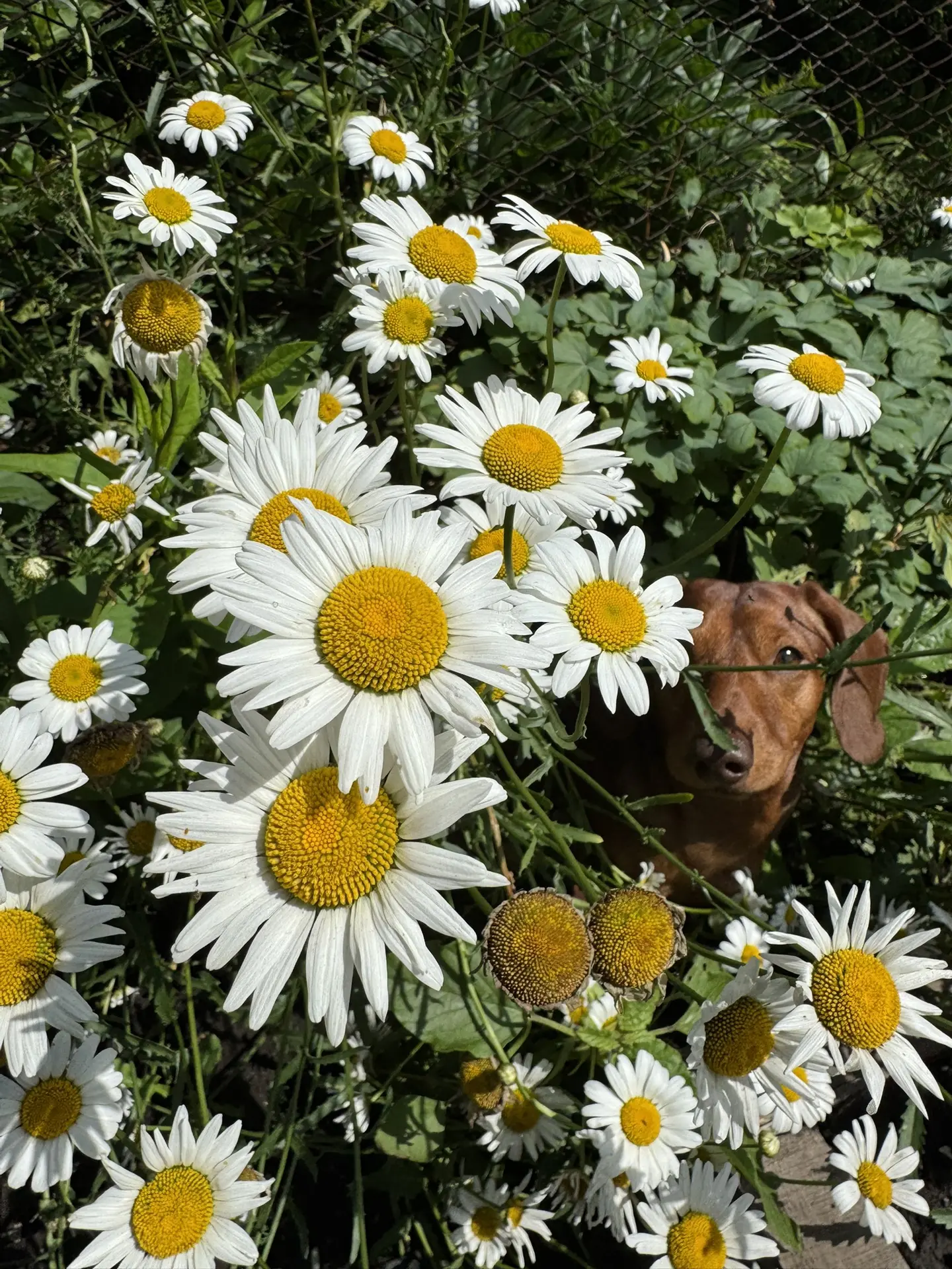 🌼 Я очень люблю ромашки

Иногда меня спрашивают, почему именно они.

Наверное, потому что, когда я 
