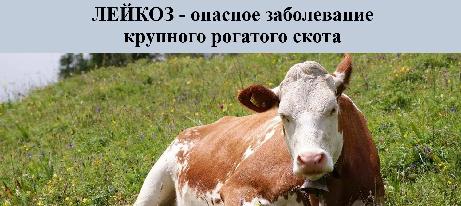 Лейкоз крупного рогатого скота – хроническая инфекционная болезнь, вызываемая РНК – сод...