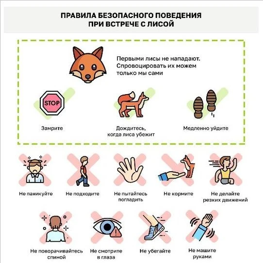 ПАМЯТКА:
ЧТО ДЕЛАТЬ ПРИ ВСТРЕЧЕ С ЛИСИЦАМИ 
В НАСЕЛЕННОМ ПУНКТЕ?

1. При встрече с лисой, не следует