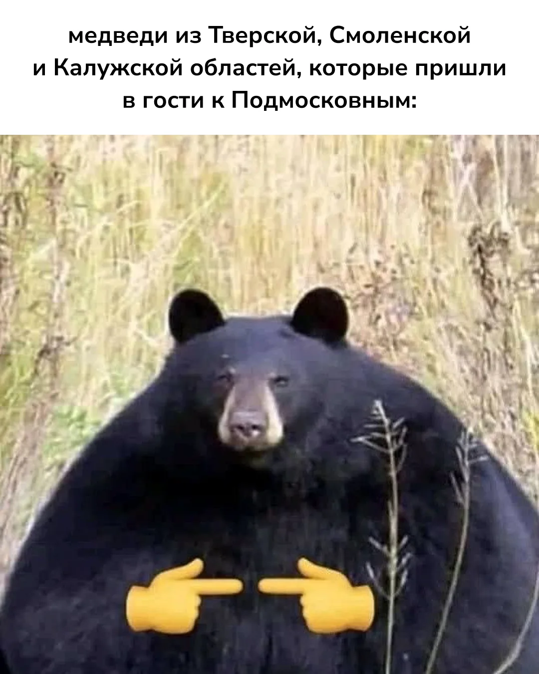 🐻 Медведей в Подмосковье стало вдвое больше за последние 10–15 лет