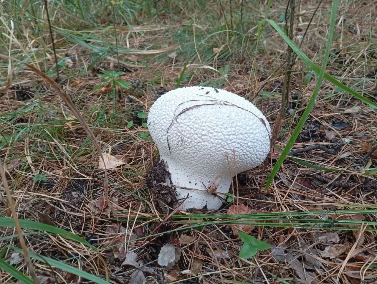 🍄В Бузулукском бору появились необычные дождевики