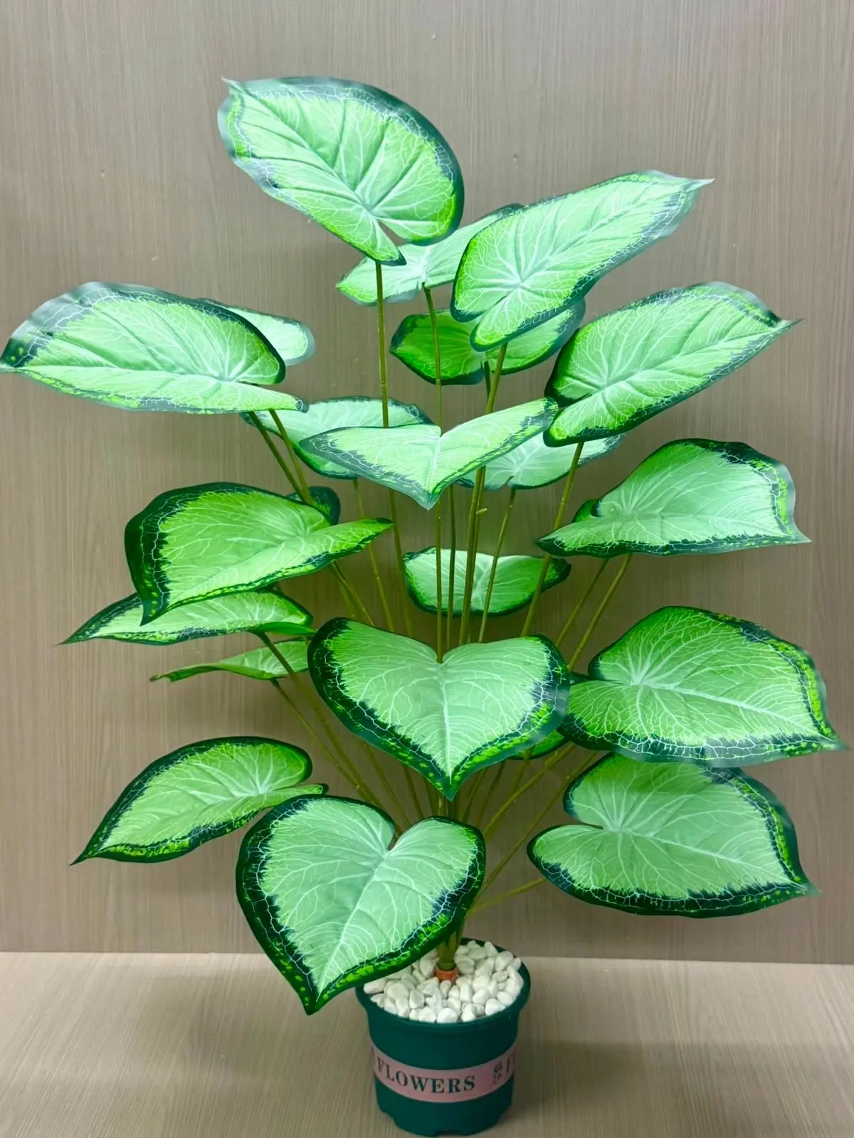 🌿🌿 Каладиум 🌿🌿🌿✨Высота:  72 см