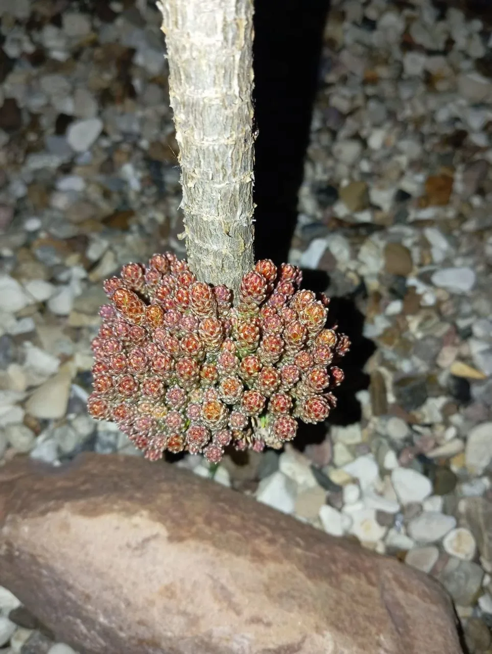 Pinus mugo 'Virbl'
Сосна горная

Тверская область
Возраст: 5 лет
Сад коллекционера Fedos
#Сосна
#Сос