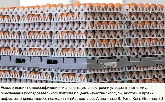 Качество яиц в Великобритании улучшается, несмотря на ужесточение стандартов.
