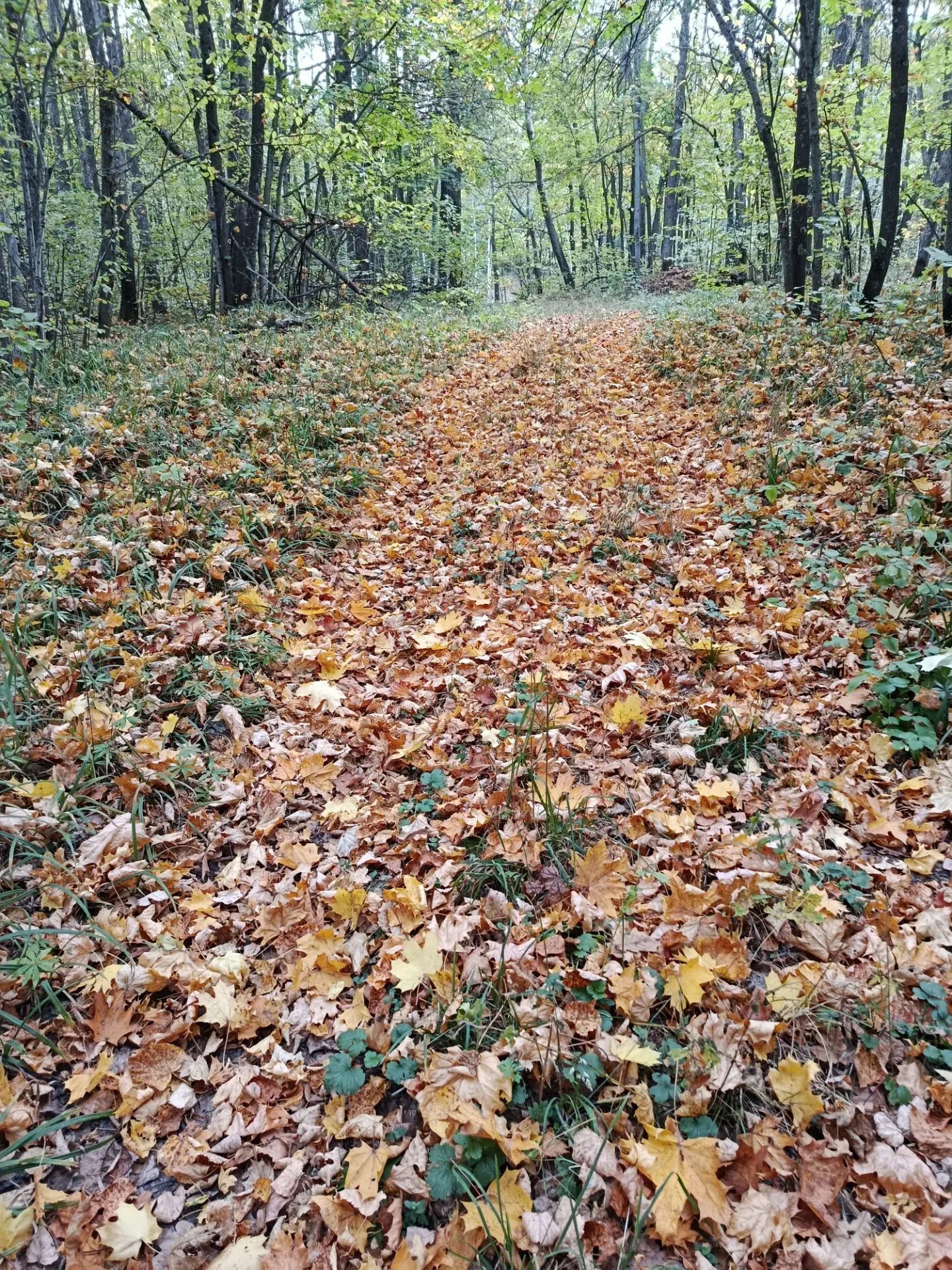 🍂 Осенний лес — лучший психотерапевт (и не только)