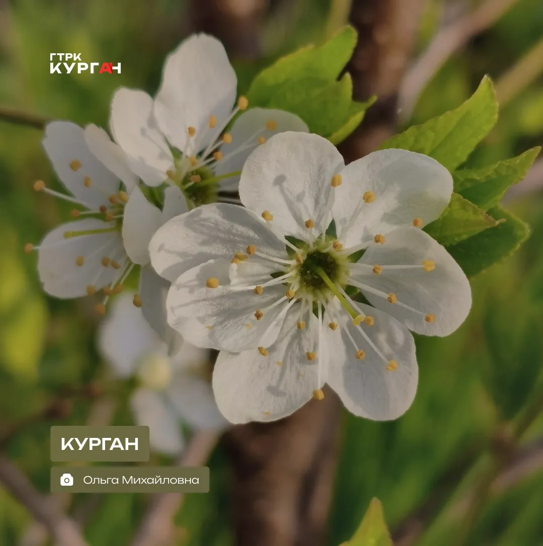 🌤 Доброе утро, зауральцы!

Сегодня в Кургане обещают дождь. Воздух днём прогреется до +21°. 

#гтрк