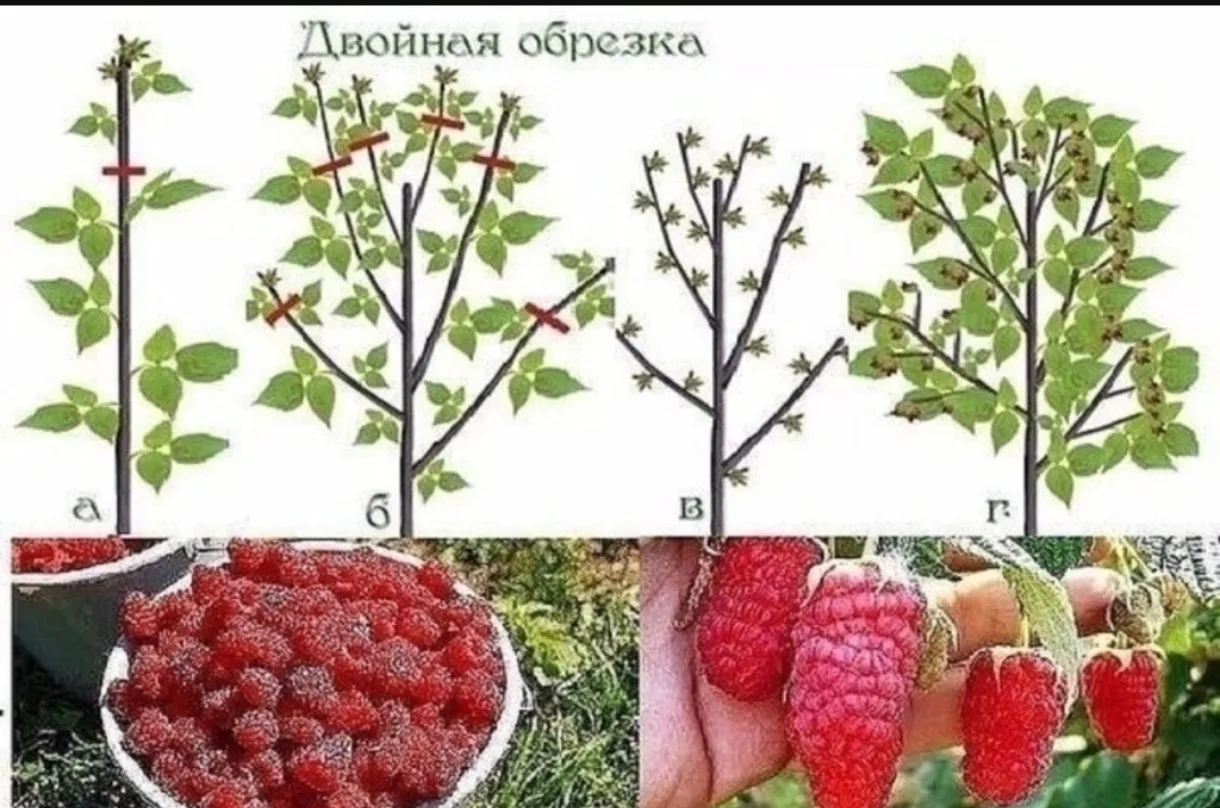 ‍Правильная обрезка малины