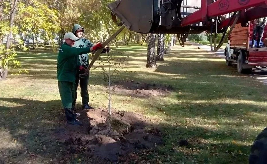 В Барнауле продолжается осенняя высадка деревьев