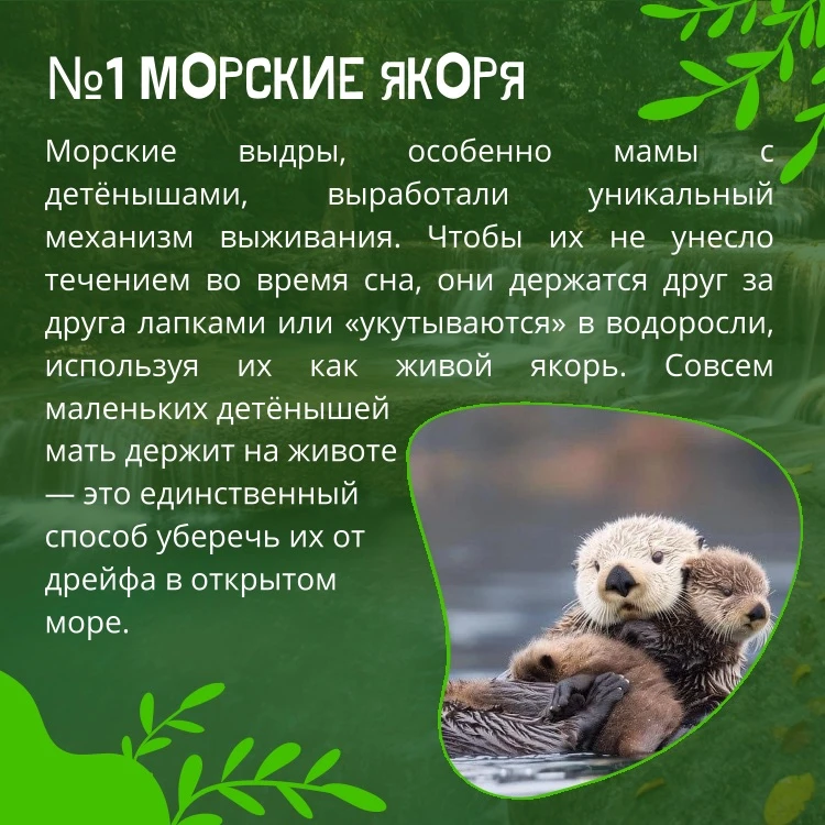 🦦Всемирный день выдры