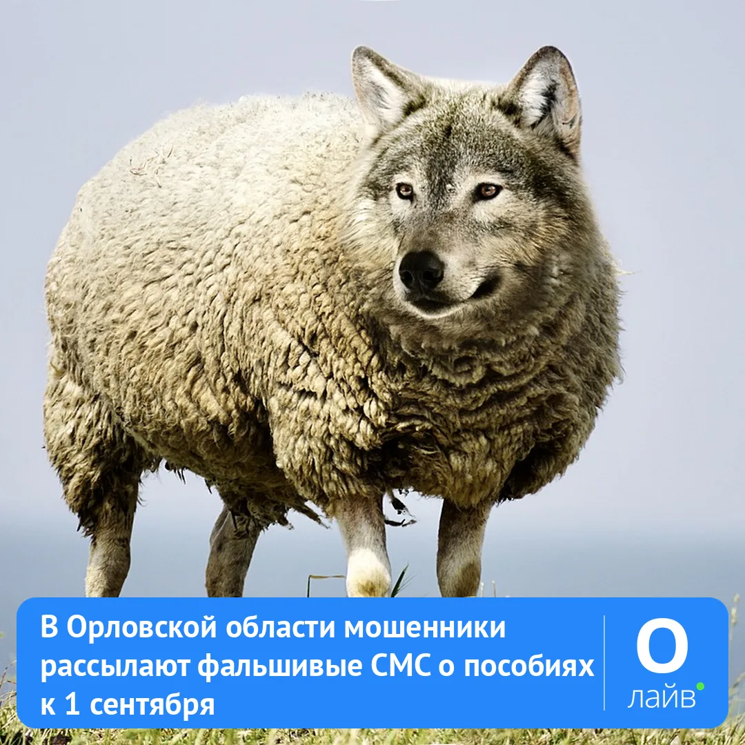 📱 В Орловской области мошенники рассылают фальшивые СМС о пособиях к 1 сентября