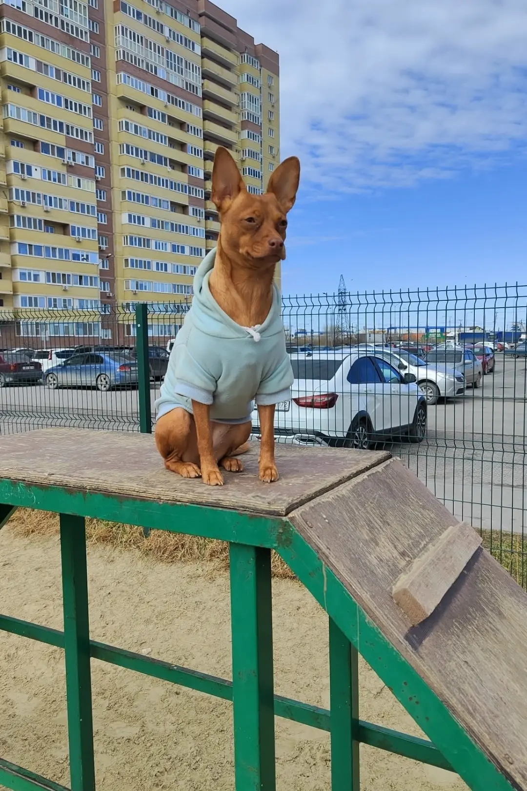 Пропала собака, зовут Мила, пугливая, пропала в районе зареки, 1228.89091881333