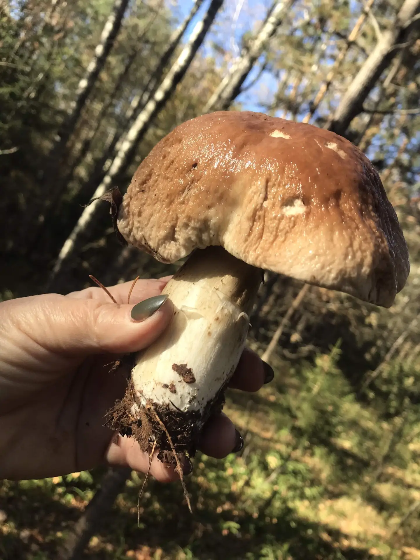 Грибная охота 🍄