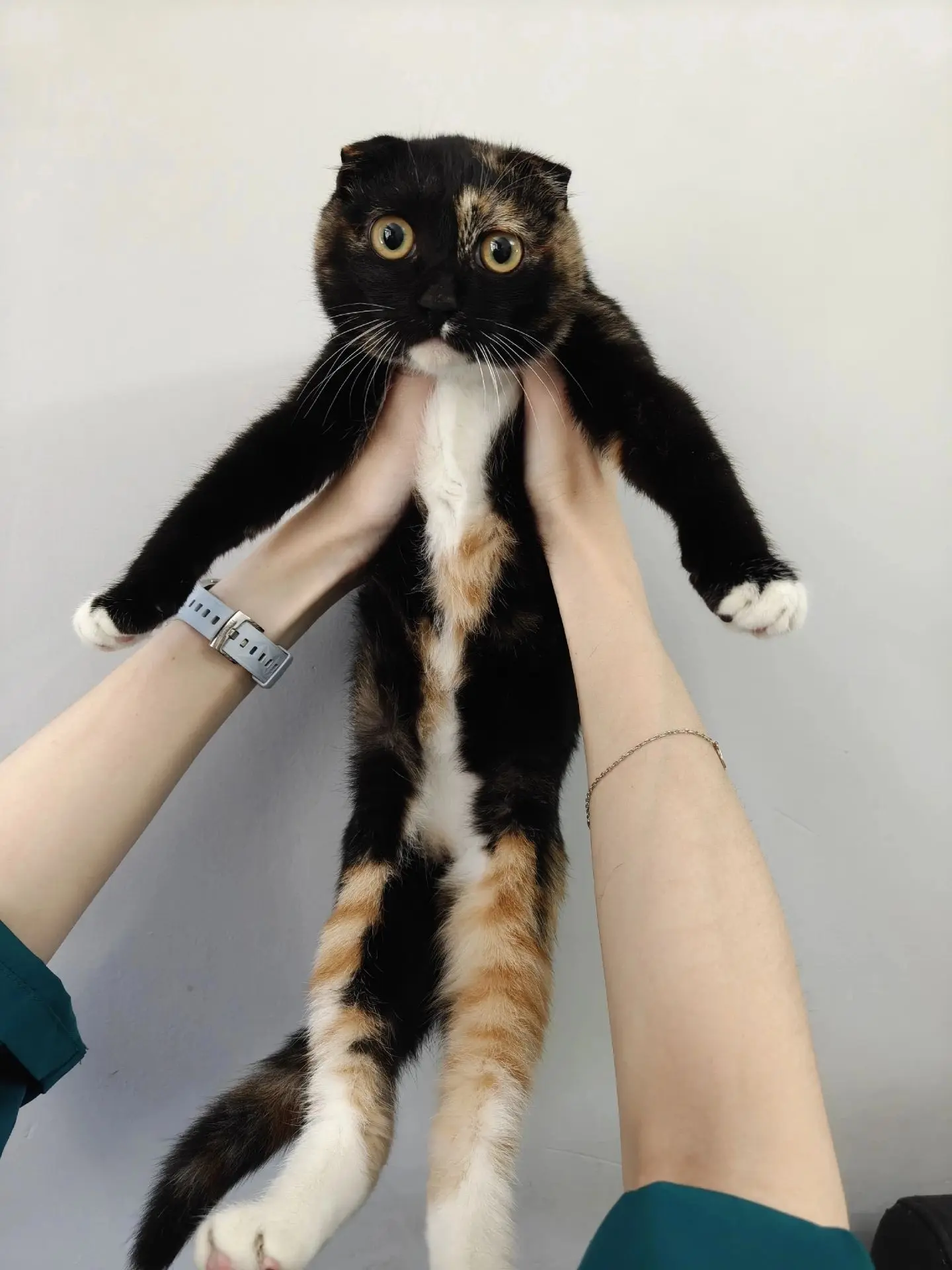 Ищет дом вот такая вислоухая красотка😻
