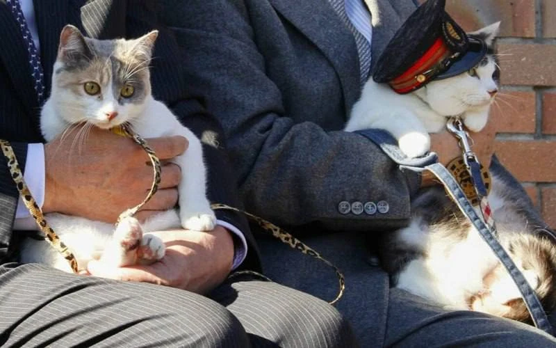 Вот какую интересность обнаружил. Президент железнодорожной компании наградил хвостатого по кличке Ё