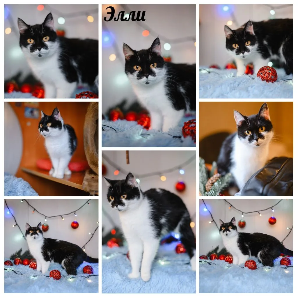 🐾 **Ищем новый дом для кошки Элли!** 🐾 
 
Познакомьтесь с Элли — прекрасной кошкой, которая заслуж