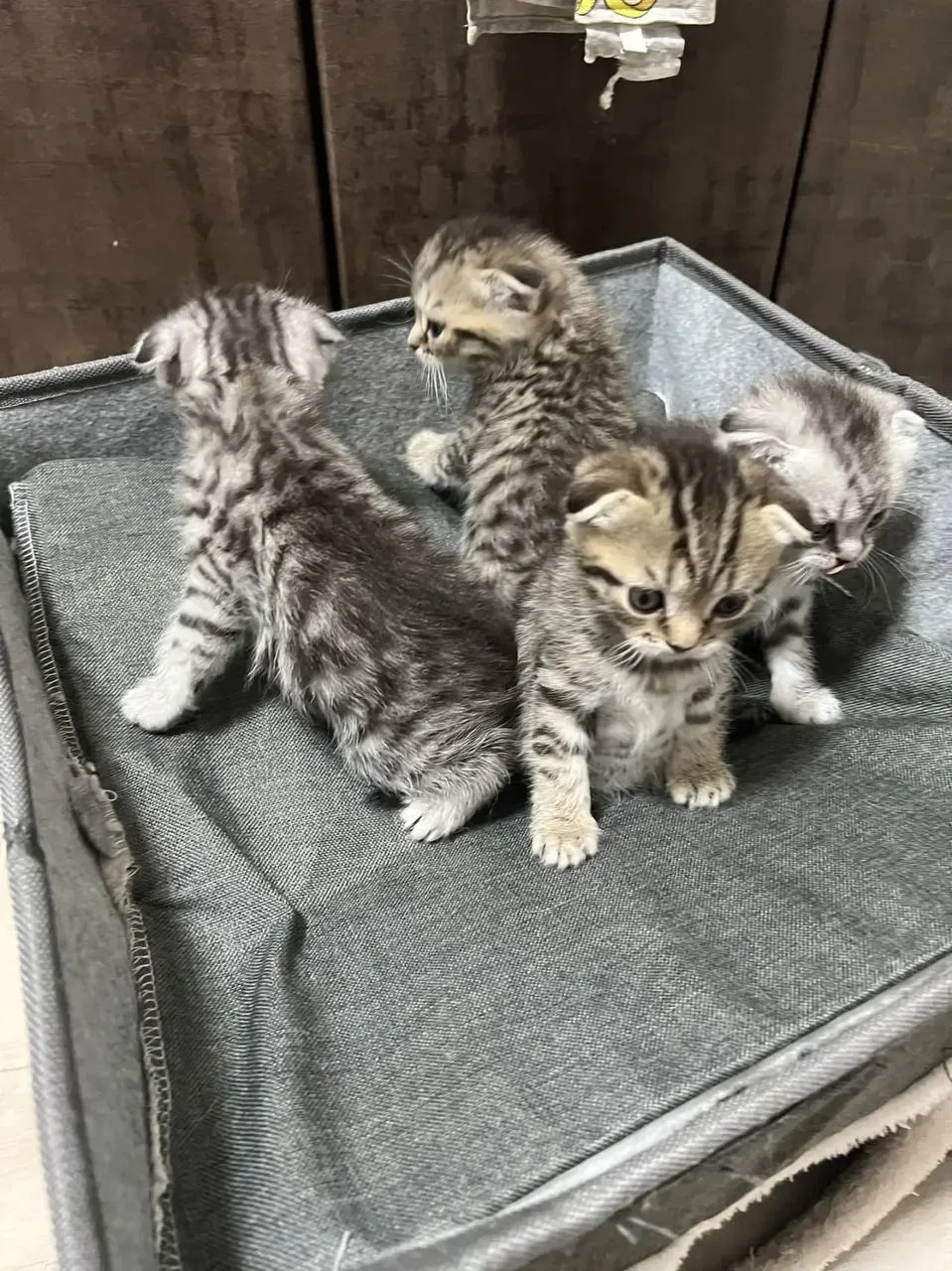 ШОТЛАНДСКИЕ КОТЯТА — ПРОДАЖА