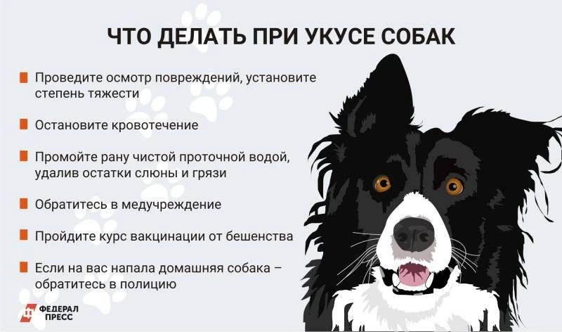 на вас хотят напасть крупные псы, этого делать не нужно, т.к. это только спровоцирует собак.  Важно 