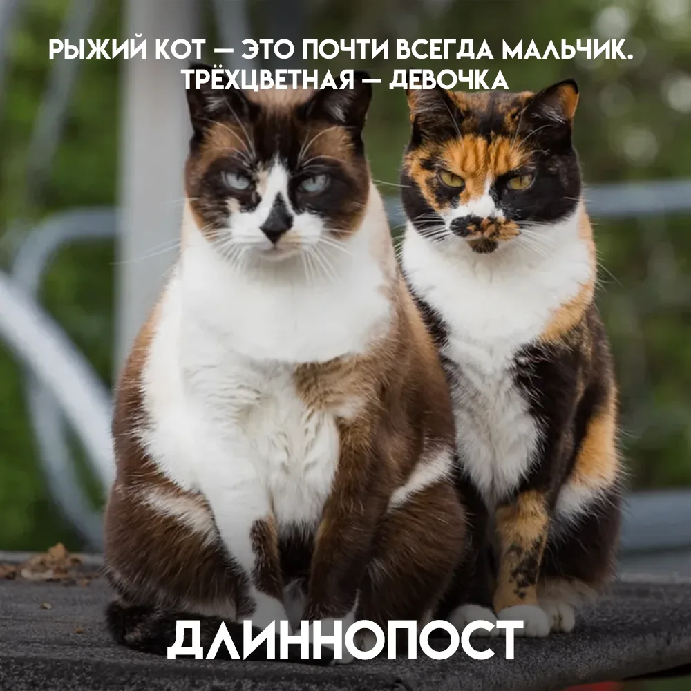Есть три факта, которые выглядят как колдовство, но объясняются одной хромосомой.